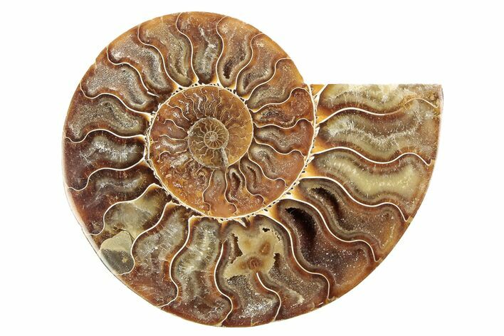 Cut & Polished Ammonite Fossil (Half) - Madagascar #191646
